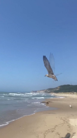 Sinop’ta tedavisi tamamlanan martılar doğaya salındı
