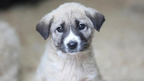 Sahipsiz köpek düzenlemesi: Teklif Genel Kurul'dan geçerek yasalaştı