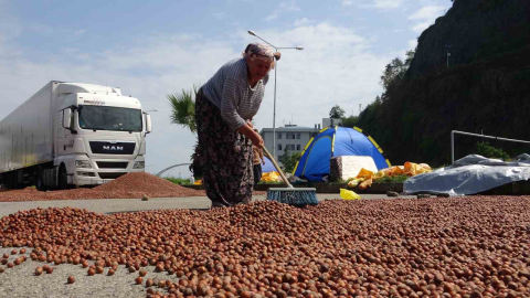 Fındık hem randıman hem de rekolte olarak üreticiyi yanılttı
