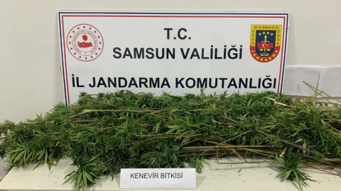 Samsun’da arazide ekili 304 kök kenevir ele geçirildi
