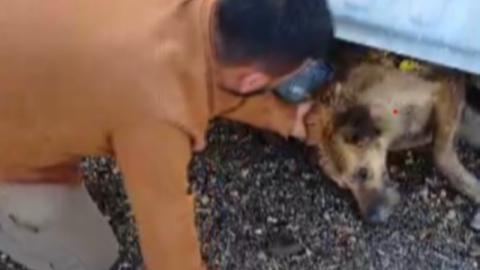 Bitkin köpeğe şefkat eli içleri ısıttı