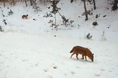 Çankırı'da yaban hayvanlarının karla kaplı doğadaki yaşamı kamerada