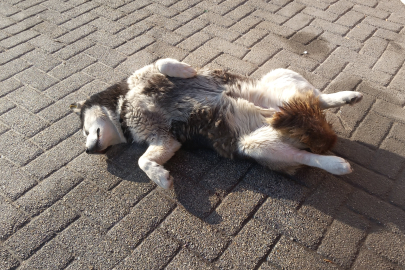 Sevimli köpeğin güneş sefası görenleri gülümsetti