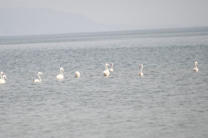 Flamingolar göç yolunda İznik Gölü’nde mola verdi