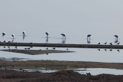 Flamingolar göç yolunda İznik Gölü’nde mola verdi